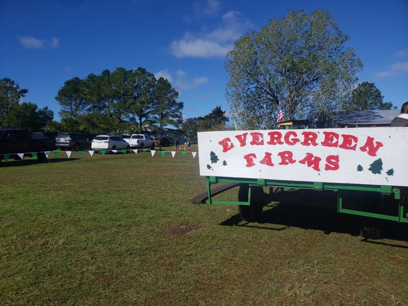 Evergreen Farms Christmas Trees