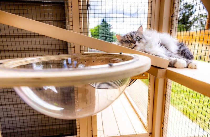 Keeping Cats Indoors Or Supervised Outside