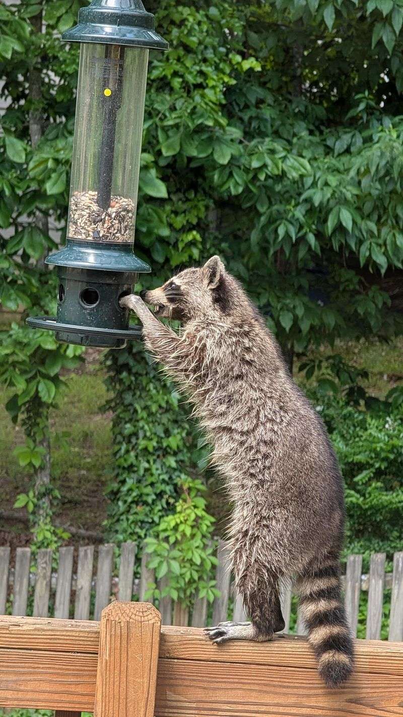 Damaged or Opened Bird Feeders