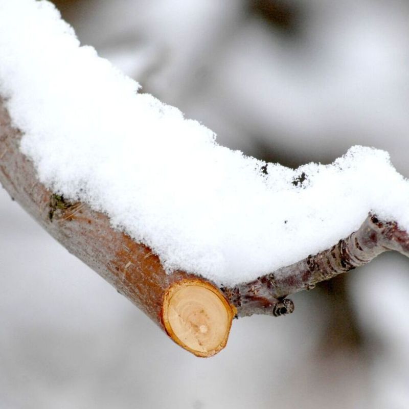 Prevents Storm Damage From Snow And Ice