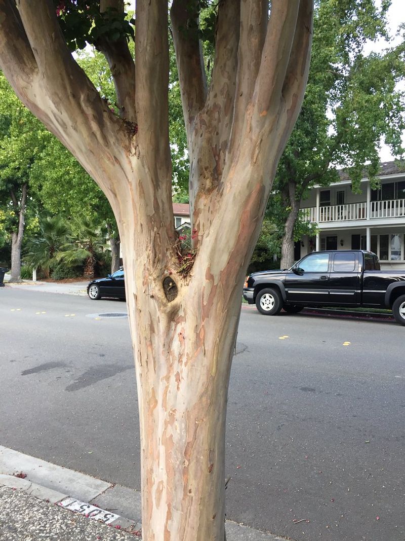 Prevents Excessive Summer Pruning