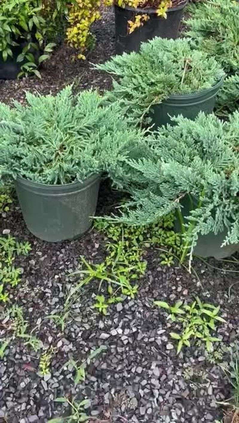 Juniper Shrubs