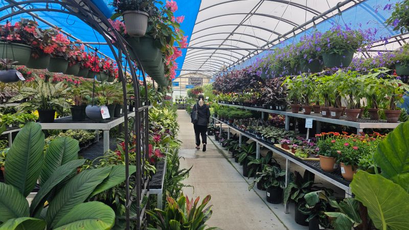 Stockingers Garden Center - Dayton