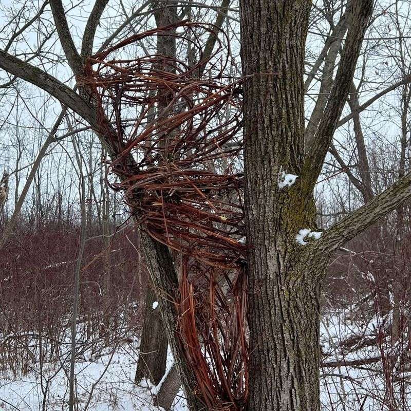 Japanese Honeysuckle