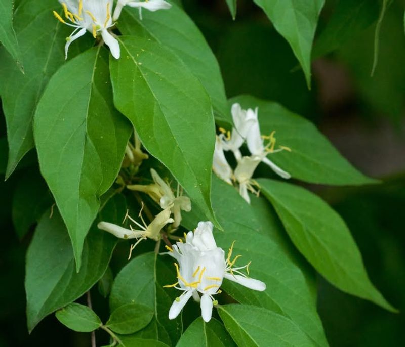 Japanese Honeysuckle