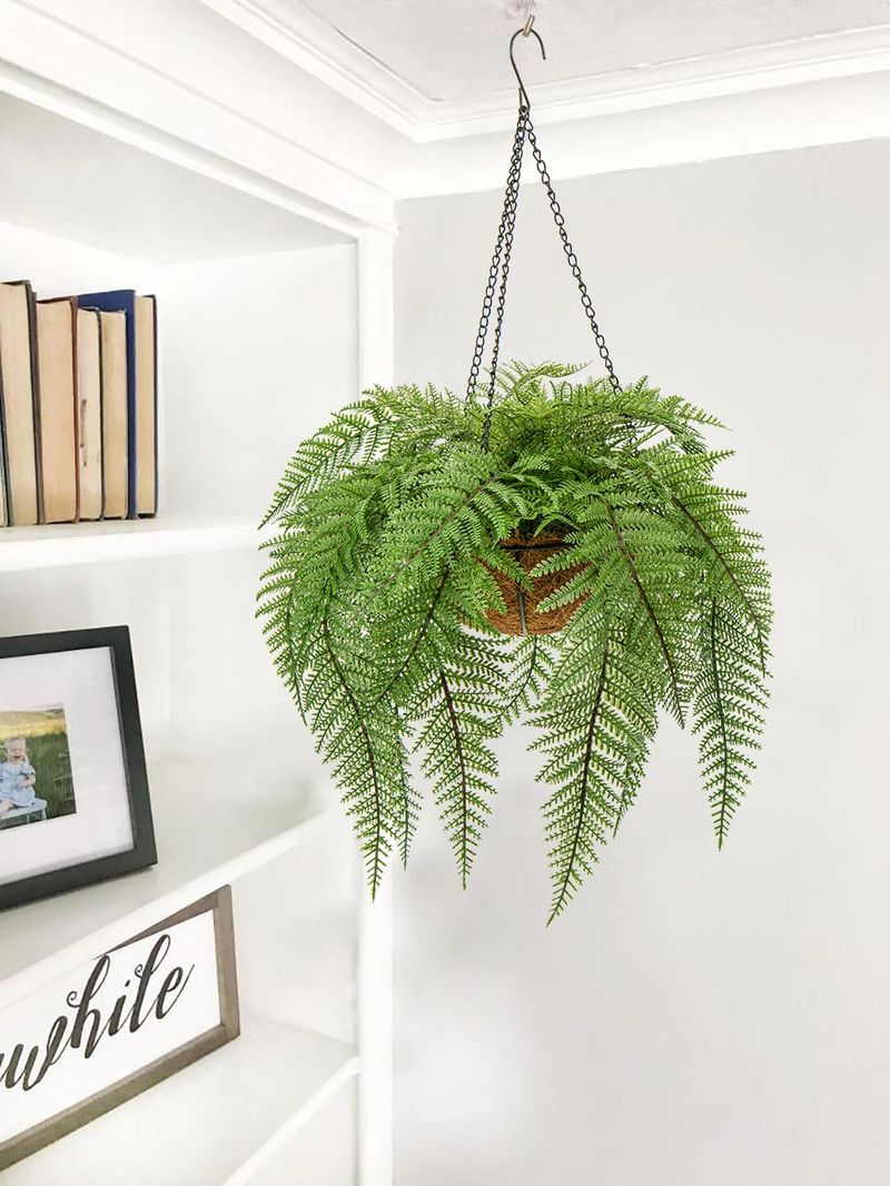 Boston Fern