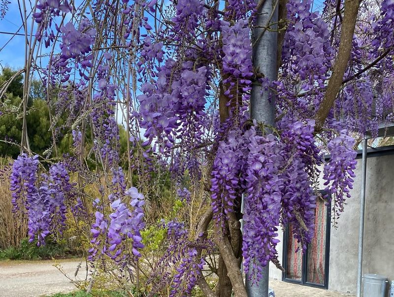 Chinese Wisteria