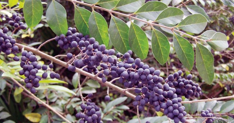 Chinese Privet