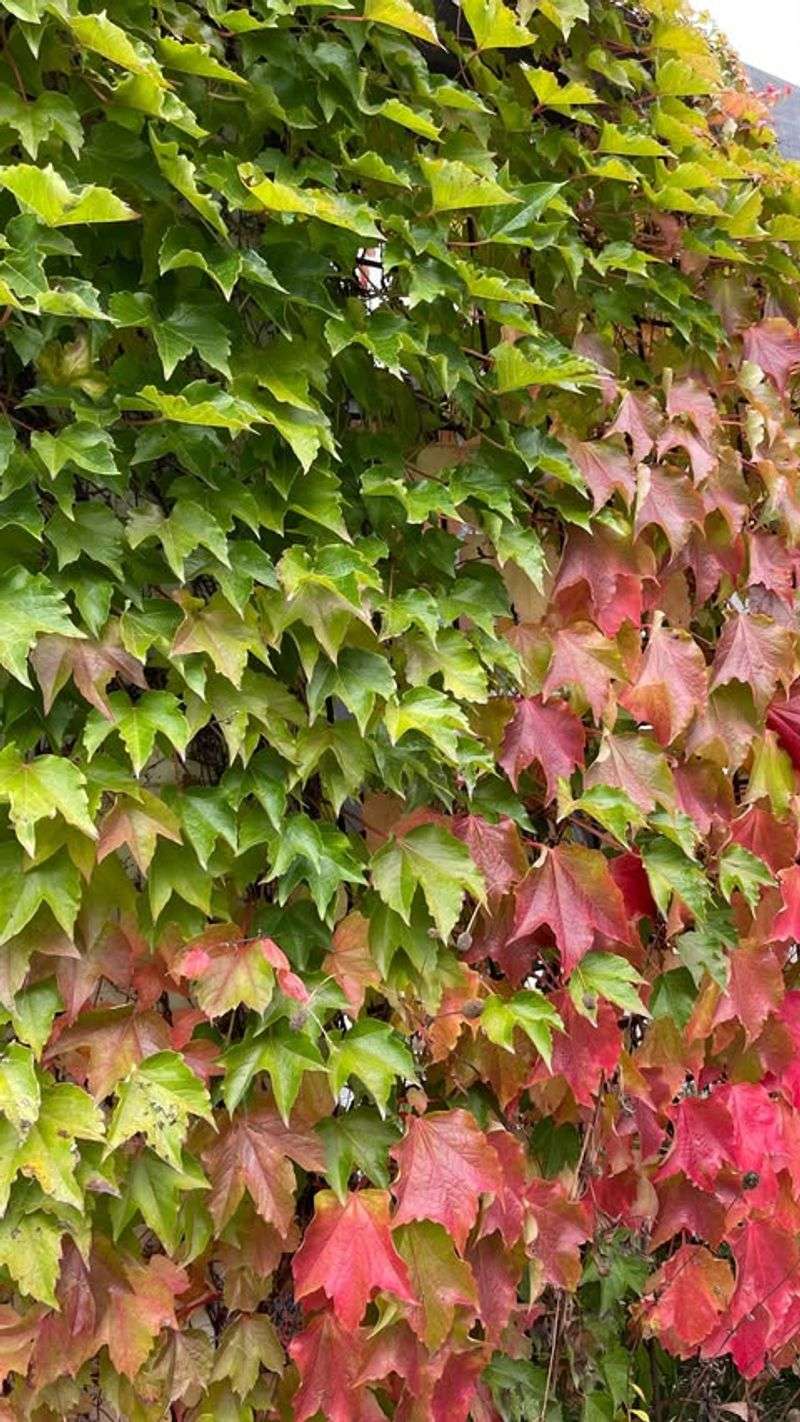 Boston Ivy