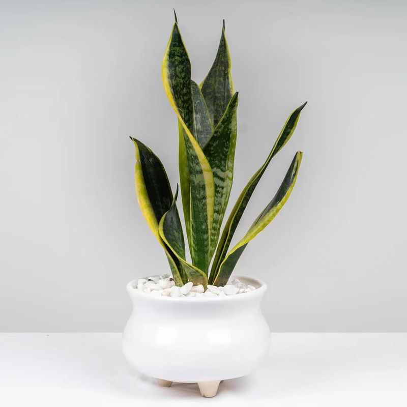Snake Plant