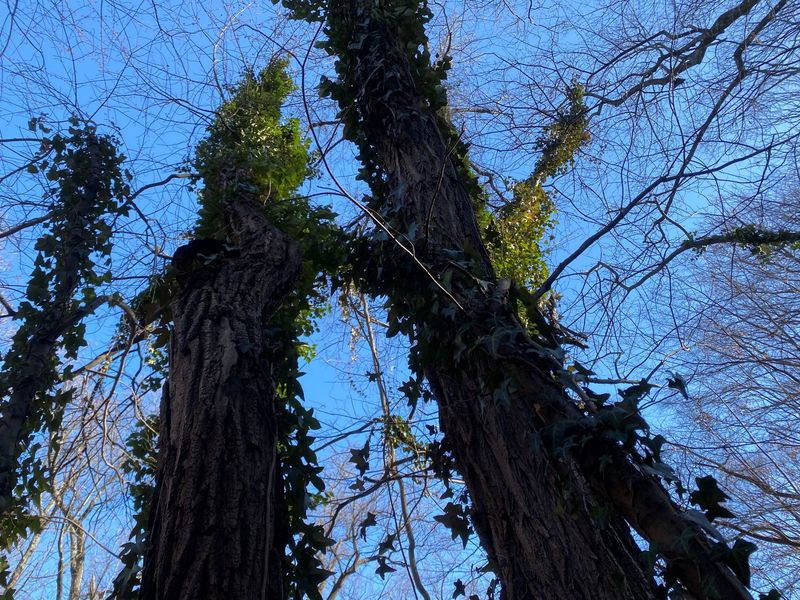 This Invasive Plant Threatens Native Maryland Trees