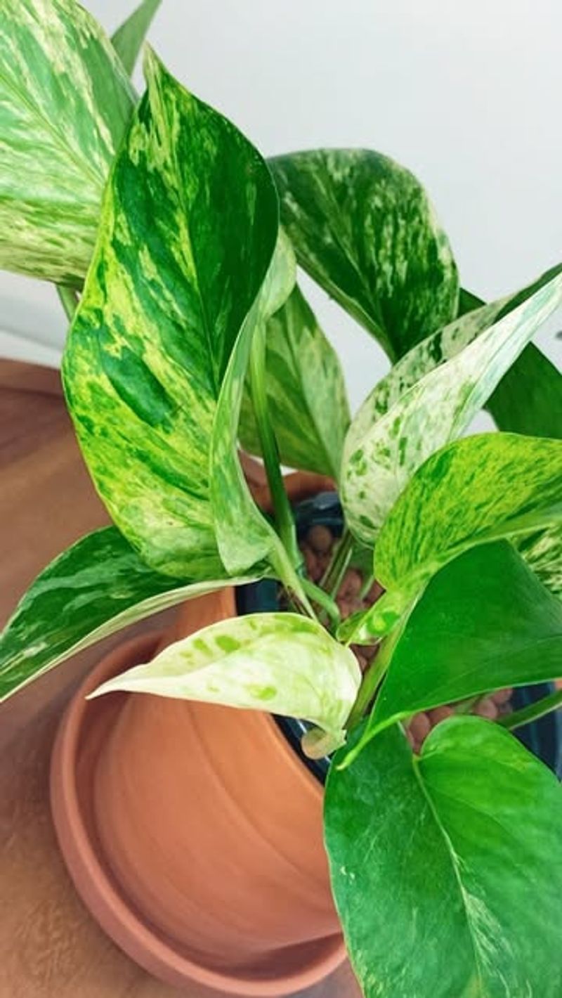 Pothos (Epipremnum Aureum)