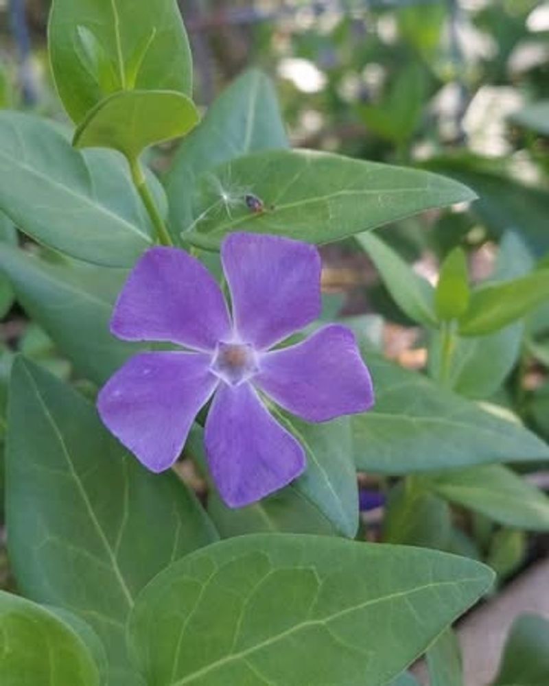 Periwinkle / Vinca (Vinca Major)