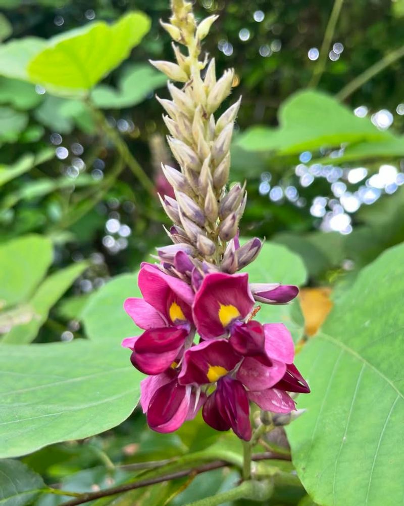 Kudzu (Pueraria Montana)