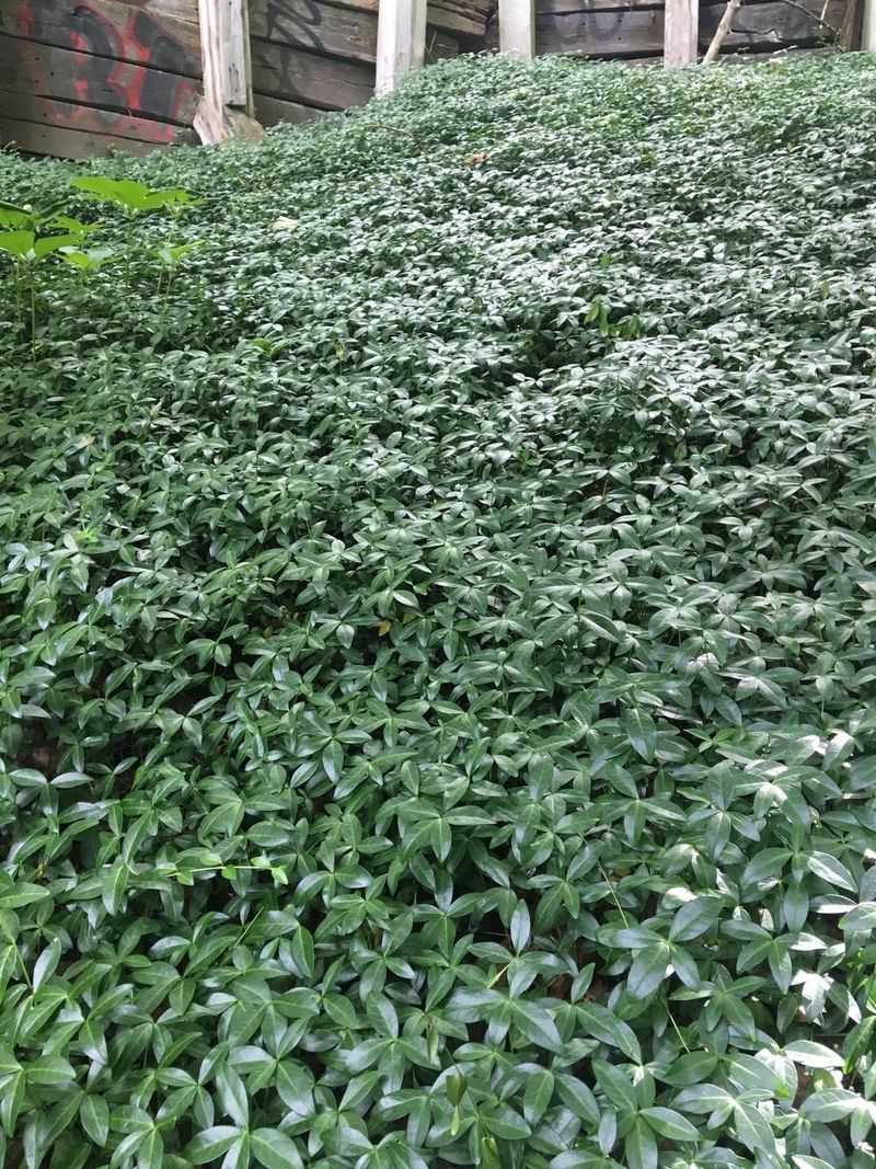 Periwinkle / Vinca (Vinca Minor)