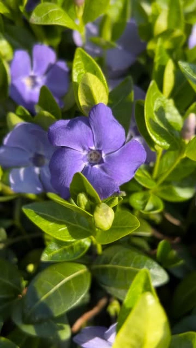 Periwinkle / Vinca (Vinca Minor)
