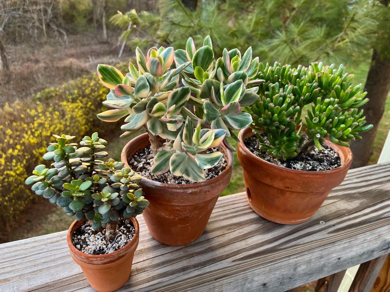 Jade Plant