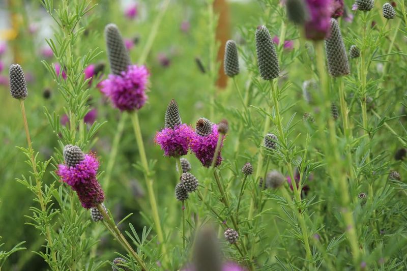 Connection To Wisconsin Heritage