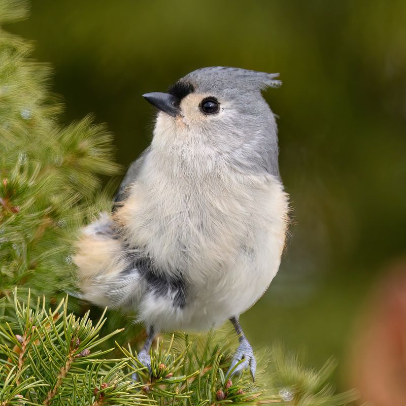 Range Expansion Due To Climate Change Patterns