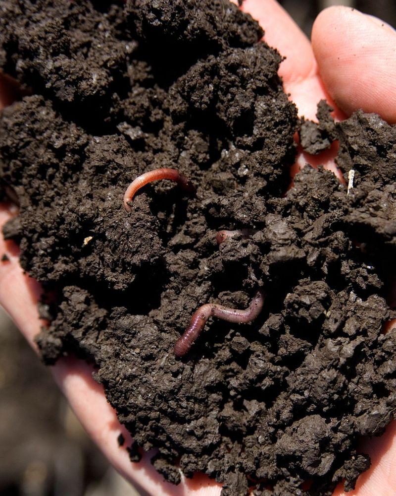 Earthworm Attraction And Soil Aeration