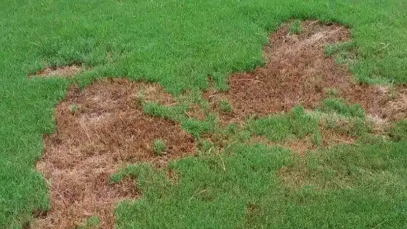 Provides Affordable Lawn Care