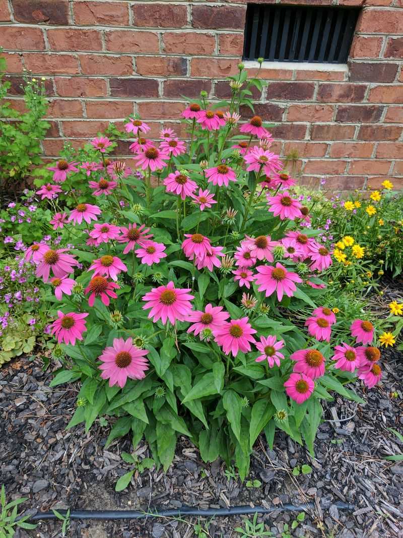 Plant New Coneflowers Before Frost
