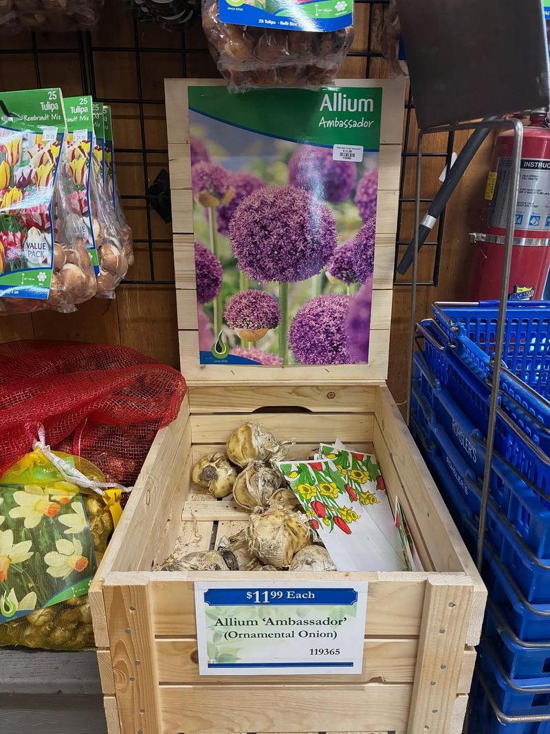 Choose Cold-Hardy Bulb Varieties For Pennsylvania