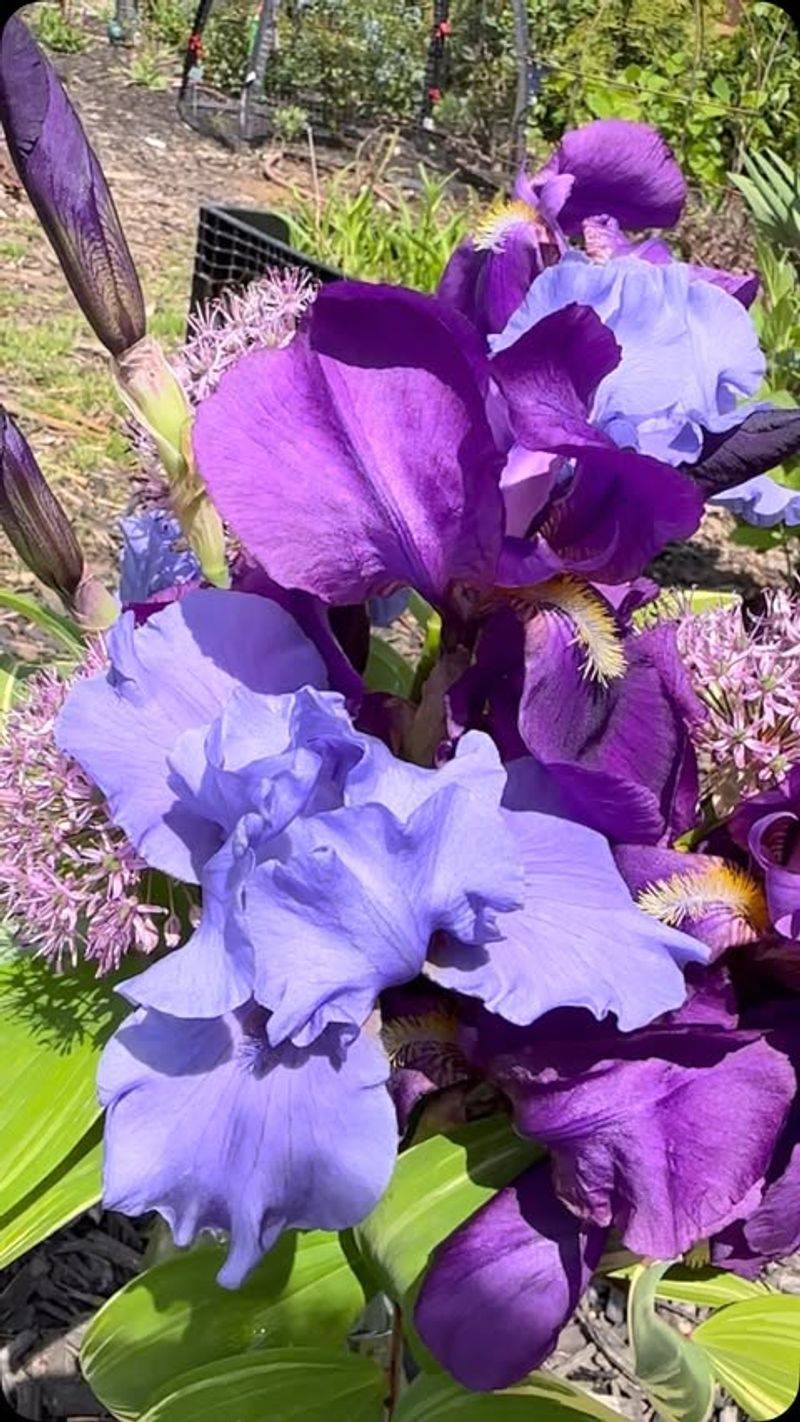 Best Native Plants for Oregon Rain Gardens