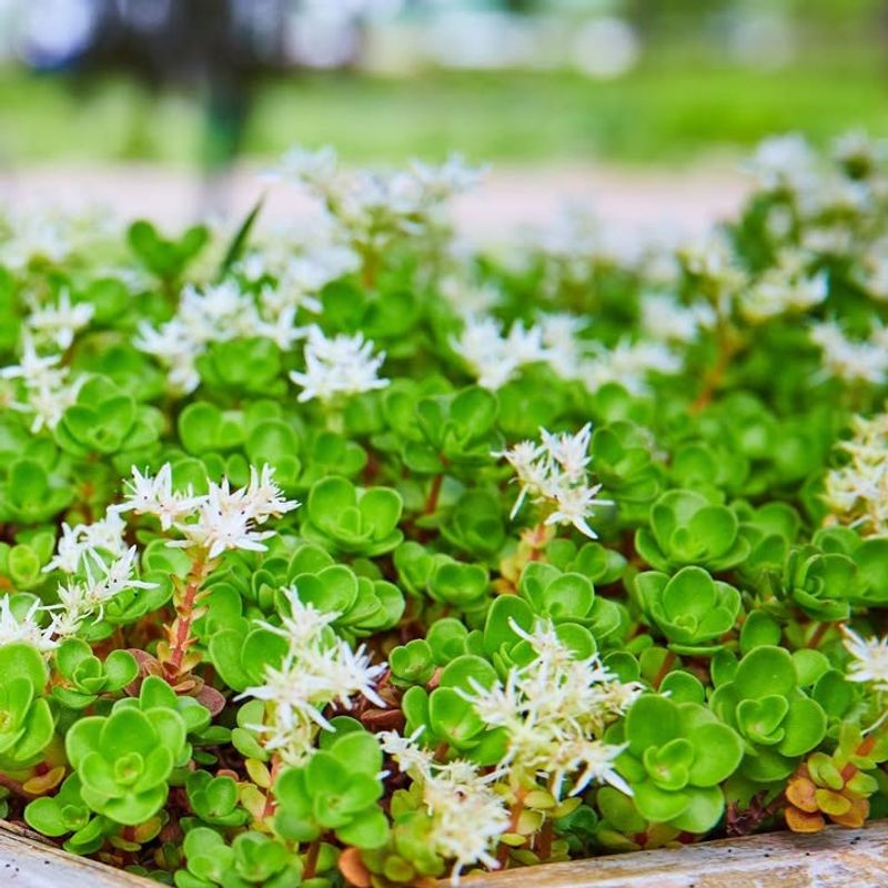 Native Plants Require Less Maintenance