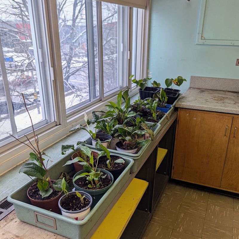 Community Connection Through Shared Gardening Experiences