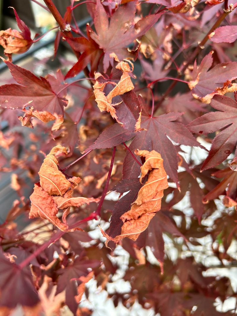 Nutrient Imbalances Causing Leaf Distortion