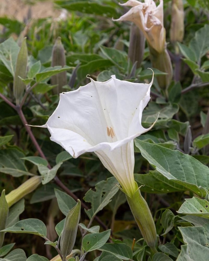 Jimsonweed (Datura Stramonium) For Psychoactive Use
