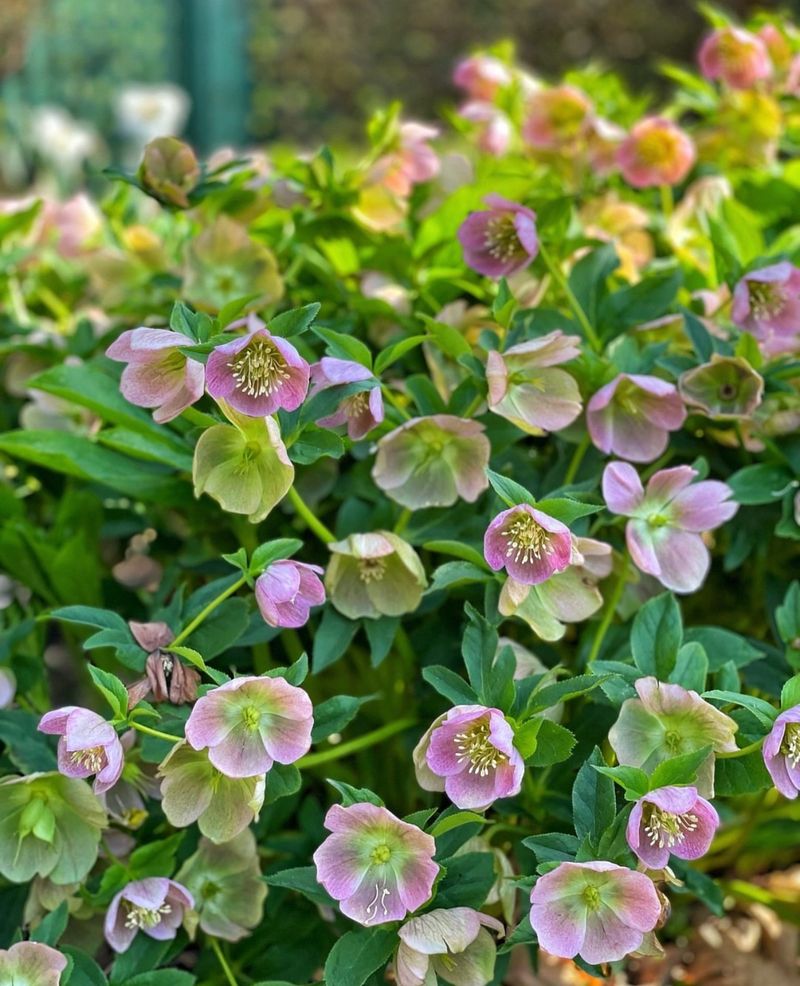 Lenten Rose Provides Early Season Drama