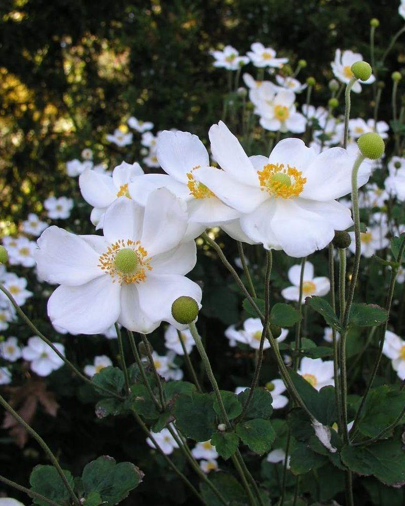 Japanese Anemone
