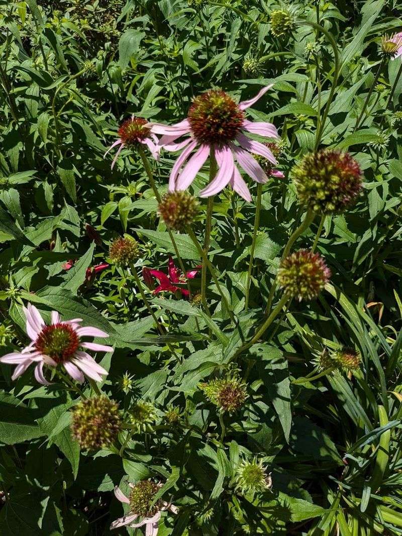 The Damage Looks Alarming but Plants Usually Survive