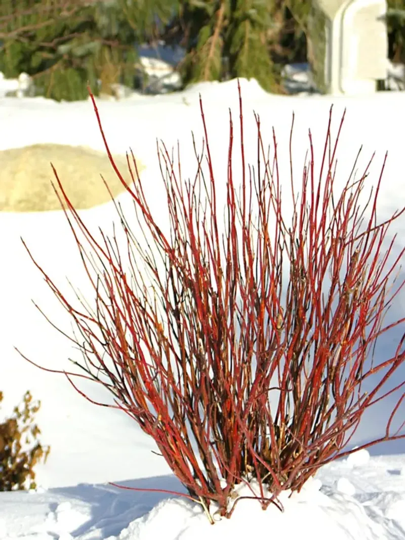 Where This Shrub Thrives Best In Home Landscapes