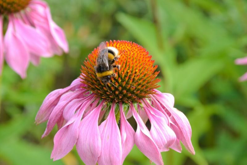 Attracting Beneficial Insects For Pest Control