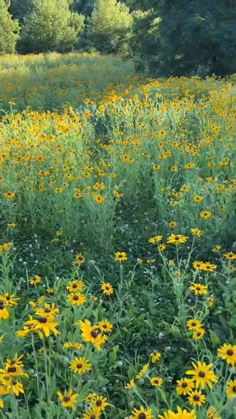 Natural Meadow And Prairie Gardens