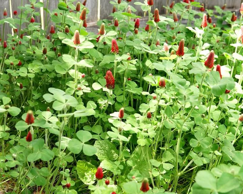 Weed Suppression Reduces Spring Workload