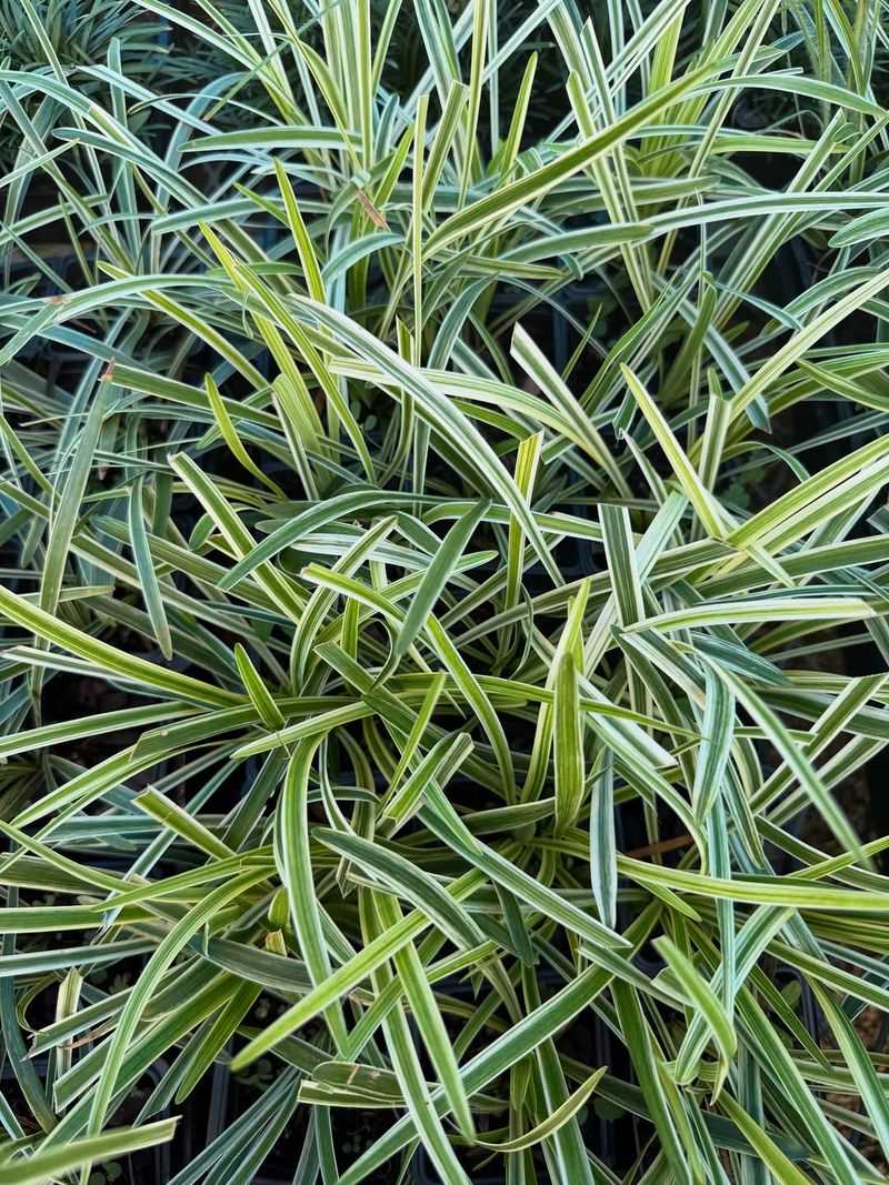 Weed Battles Become Easier