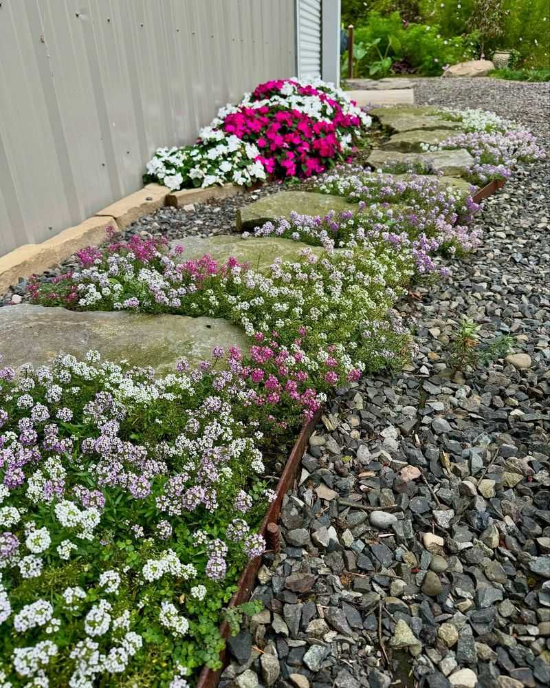 Use Sweet Alyssum As Ground Cover