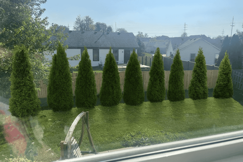 Filling Fence Lines With Evergreens For Compound Barriers