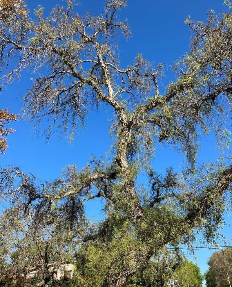 California Pepper Tree (Schinus Molle)