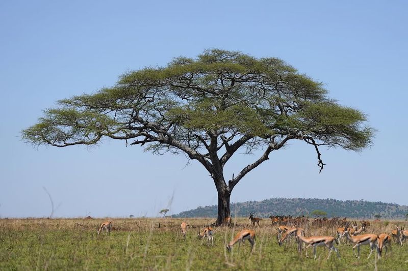 Acacia Trees