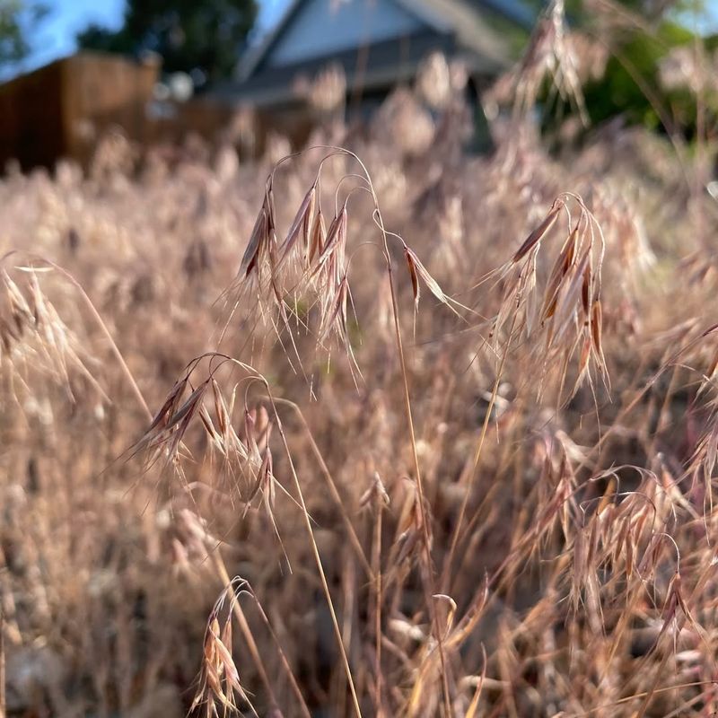 Cheatgrass