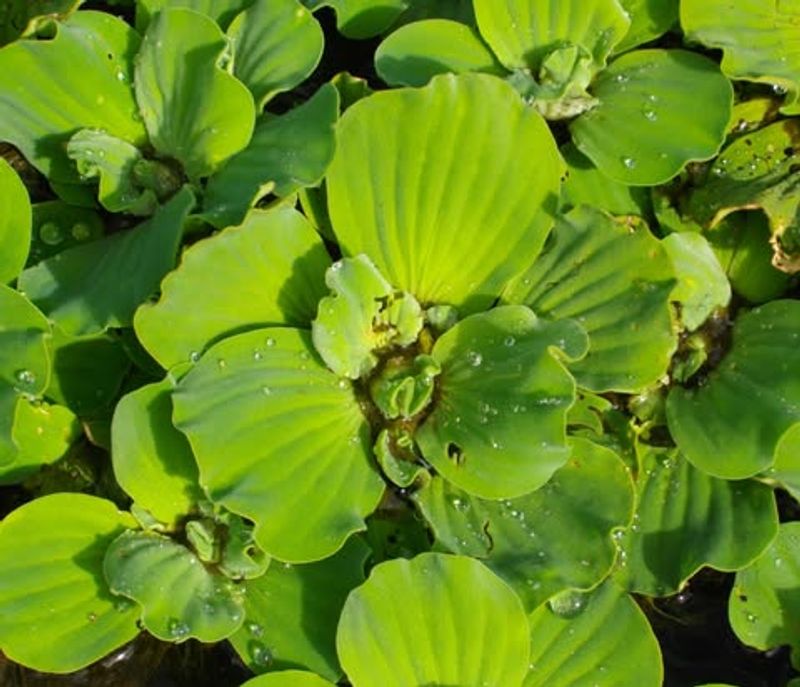 Water Lettuce