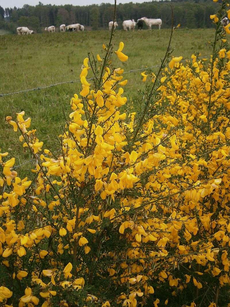 Scotch Broom (Tree-Form Growth)