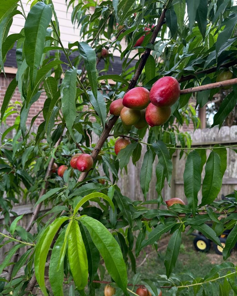 Nectarines (Certain Non-Rust-Resistant Types)