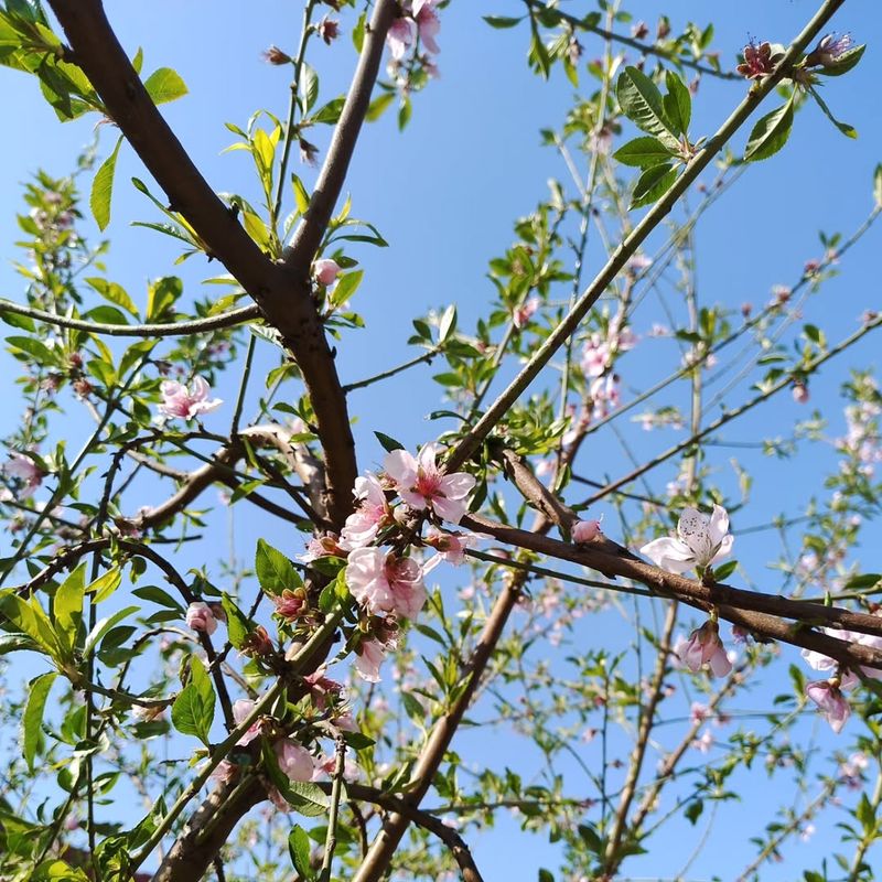 Peach (Prunus Persica)