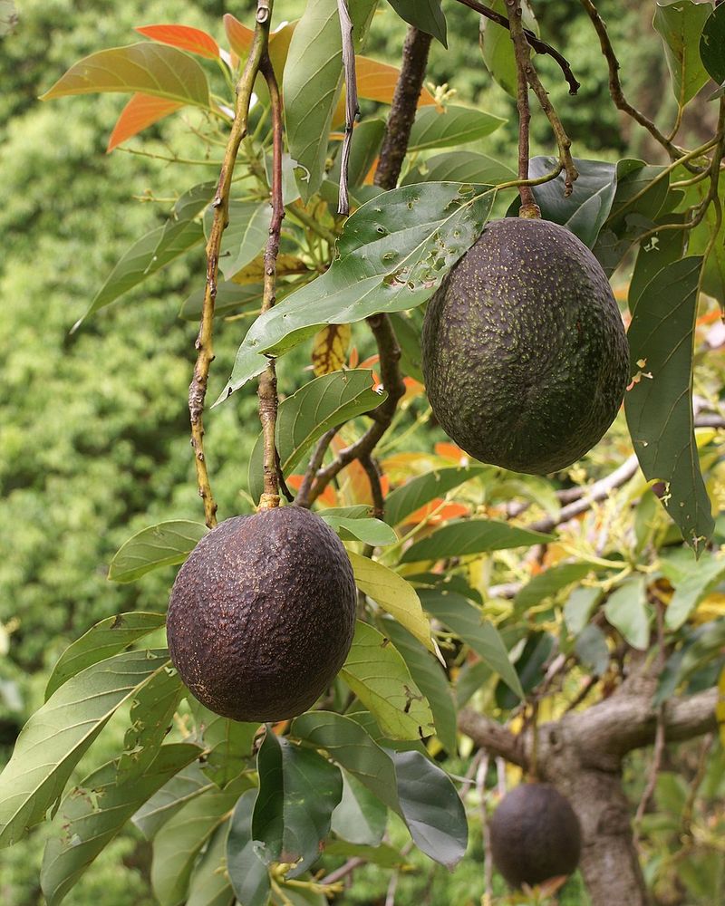 Avocado Trees Cannot Survive Louisiana Winters